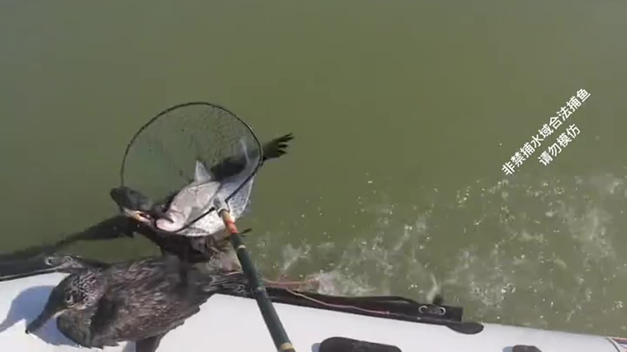 "This Man Trained Water Cows to Catch Fish"