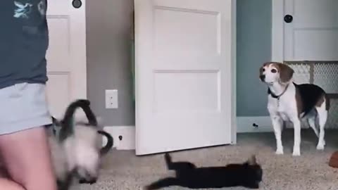 Funny cats and animals videos