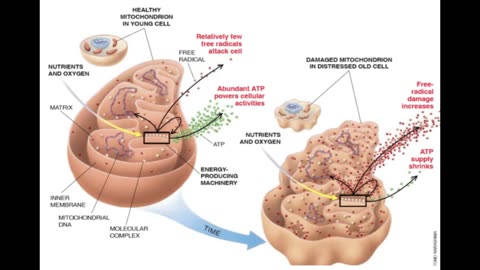 Dr. Jeff Sullender on Mitochondria Health - 02/28/25