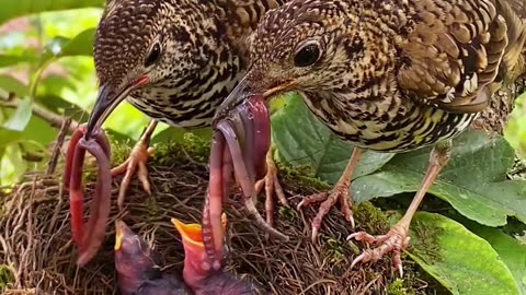 Bird parents feeding their new born chicks