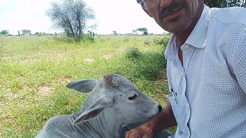 राजस्थानी गाय