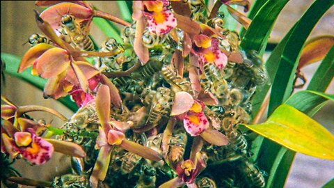 Japanese Bees Swarm Orchid