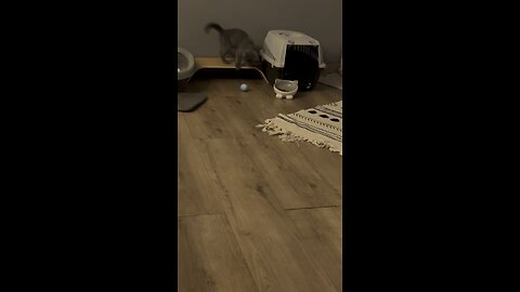 gizmo cat plays with ball