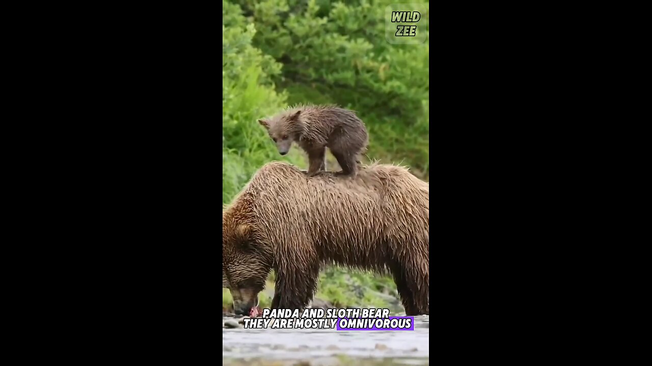 Do you know these details about the bear?