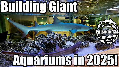 Building Giant Aquariums in 2025. Expanding & Upgrading the Fish Basement Gallery!