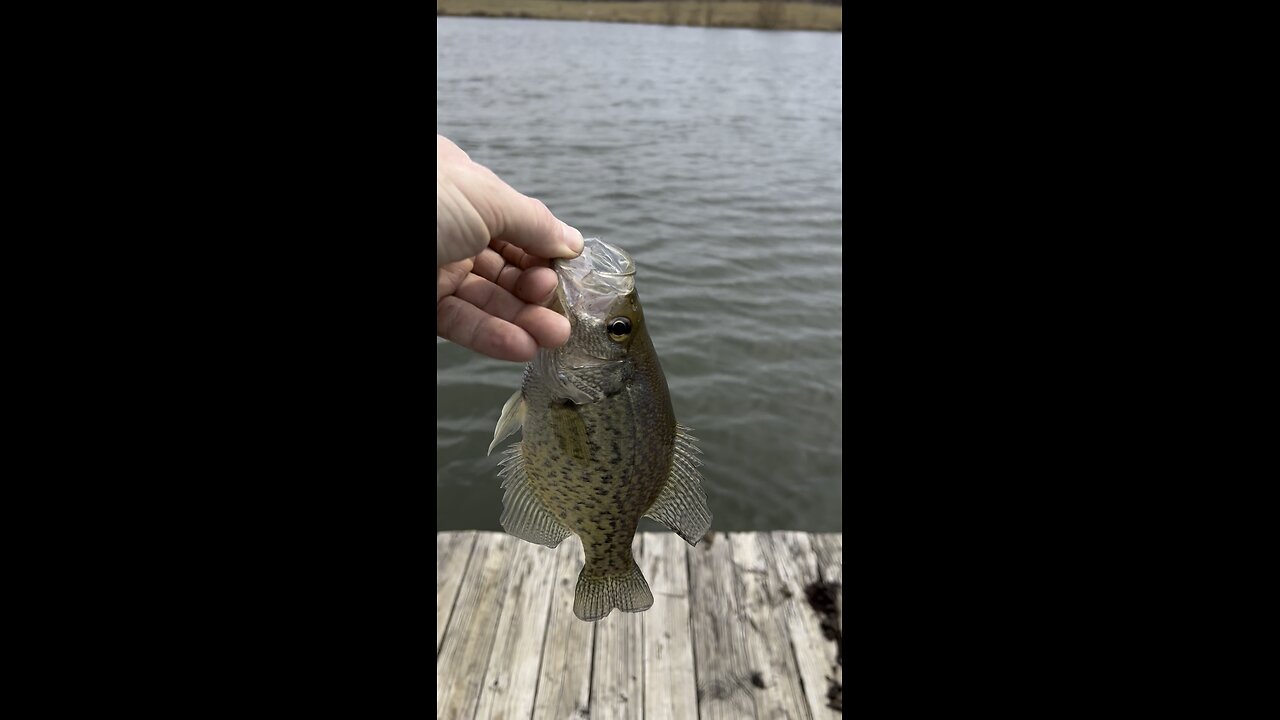 Crappie!