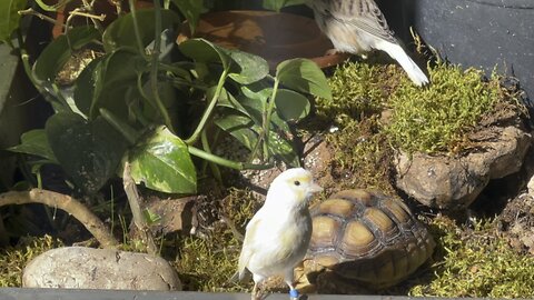 Canaries enjoying a refreshing bath in the warm sunlight. A slice of nature's bliss!