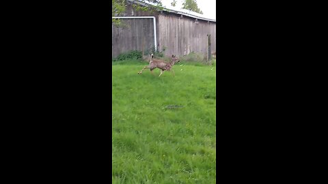 Rescue Donkey Norman chilling with a deer 🦌