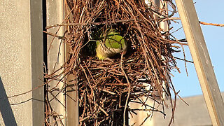 Monk Parakeets are Picky Nest Builders