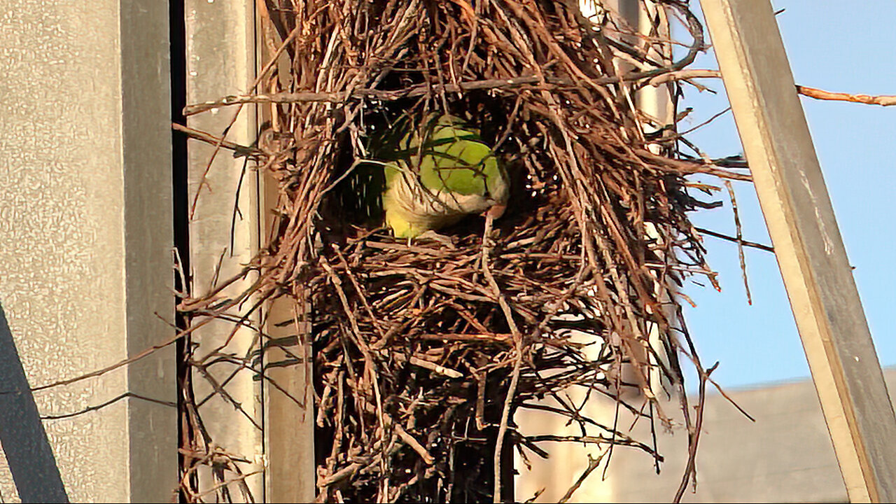 Monk Parakeets are Picky Nest Builders