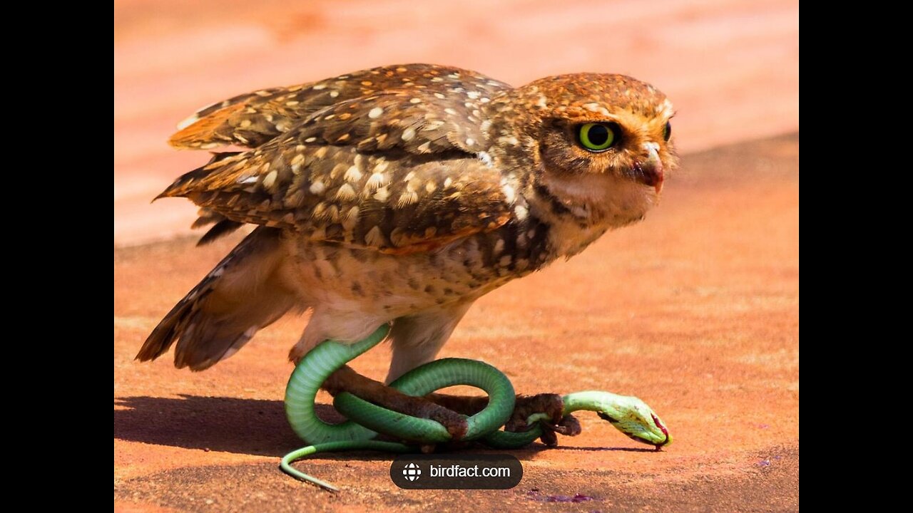 ~Owls Eat Vermin~