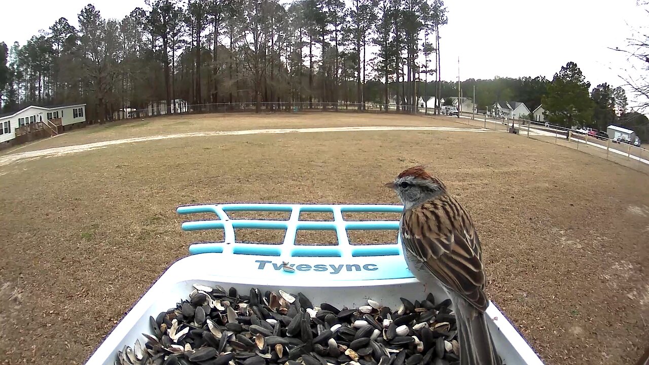 Chipping Sparrow