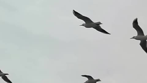 Majestic Birds in Flight: A Skyward Dance 🌅🕊️