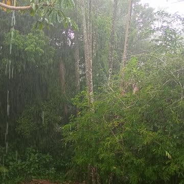 12.1.2025 A Summer Shower