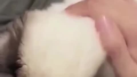 Funny cats and animals videos