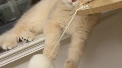 🐱 THAT CAT IS TOO RELAXED! 😆🐾 | Funny Lazy Cat Compilation