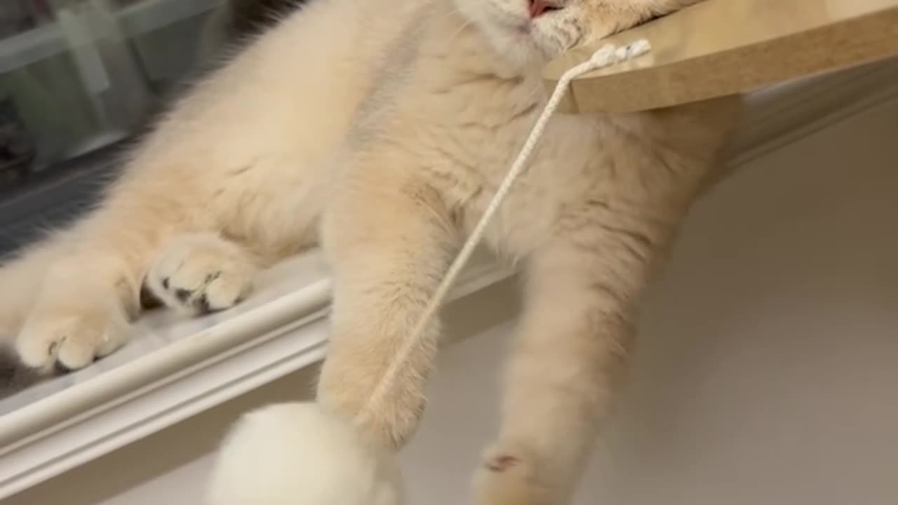 🐱 THAT CAT IS TOO RELAXED! 😆🐾 | Funny Lazy Cat Compilation