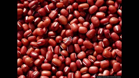 Odds and Ends S3 14 Adzuki Bean Crossbreeding