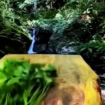 cooking fresh salmon in nature
