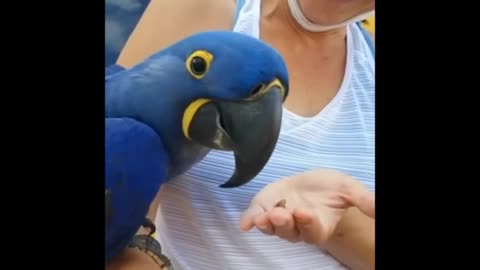 Parrot very cyut moments video