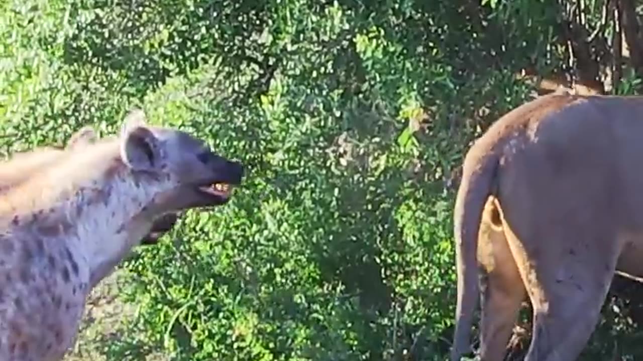 Hyenas try pull lion off buffalo by its tail 😳