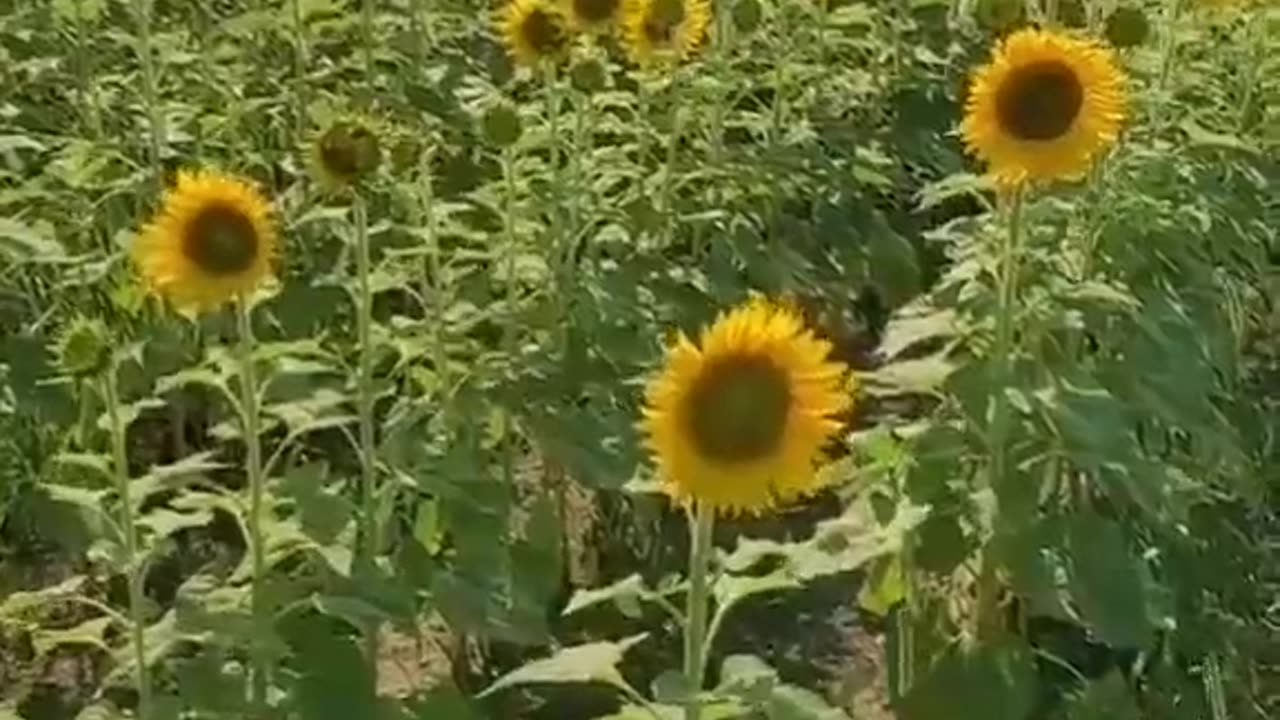 WHY ARE THE SUNFLOWERS ACTING STRANGE LATELY?