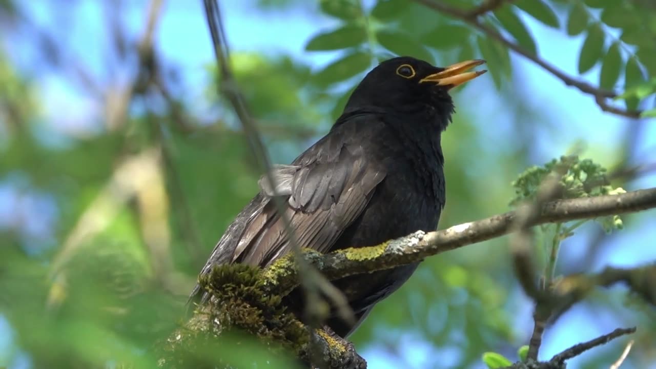 "Relax and Unwind: Soothing Birds Chirping Sounds for Ultimate Calm"