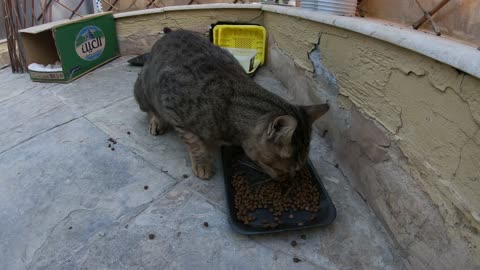 Homeless cats in UAE, Ras Al Khaimah: ED SHEERAN & MICHAEL JACKSON #cats #MichaelJackson #EdSheeran