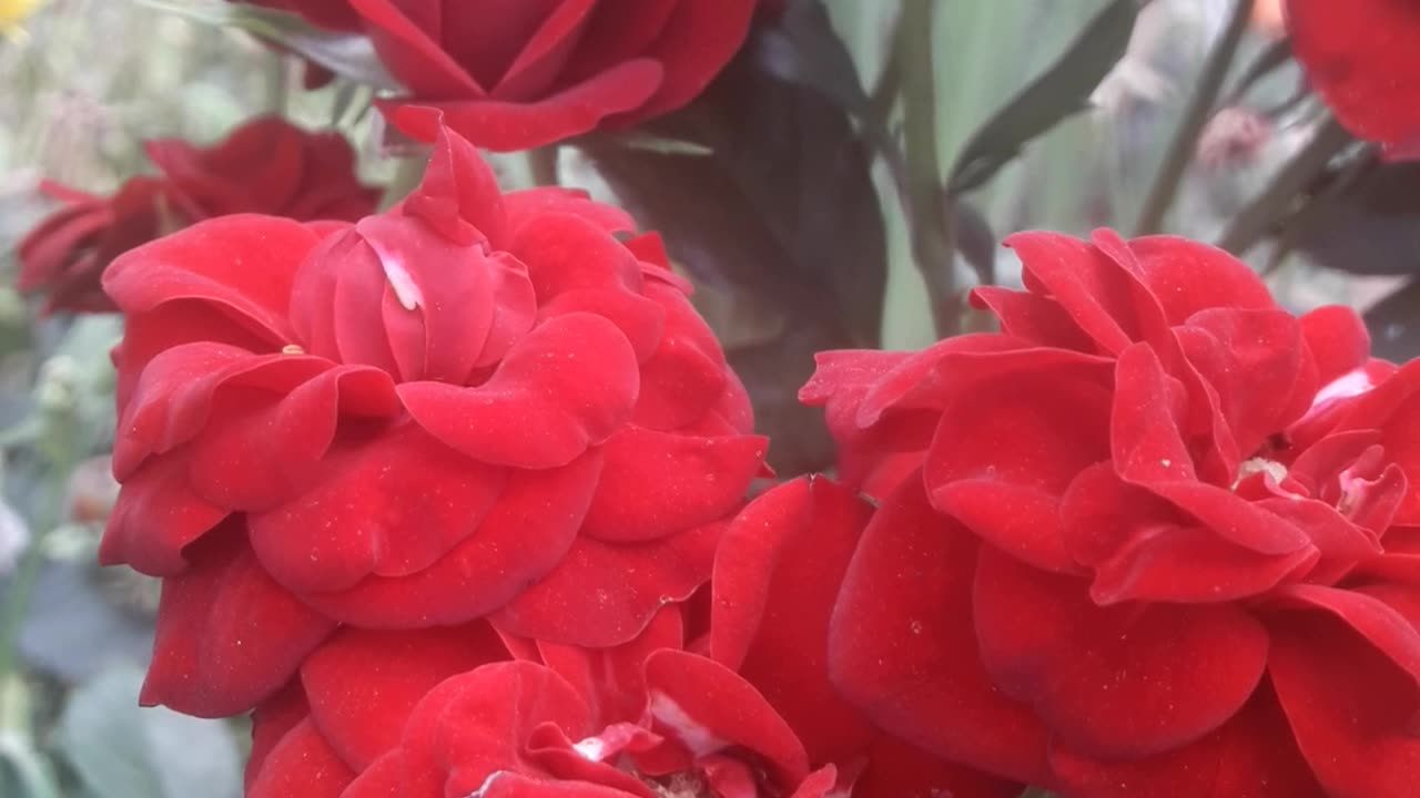 Burgundy rose bush