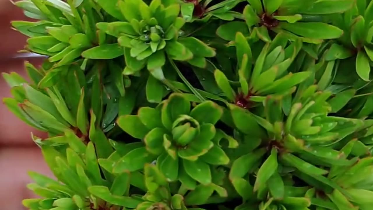 PLANTAS PARA AQUÁRIOS LUDWIG PANTANAL