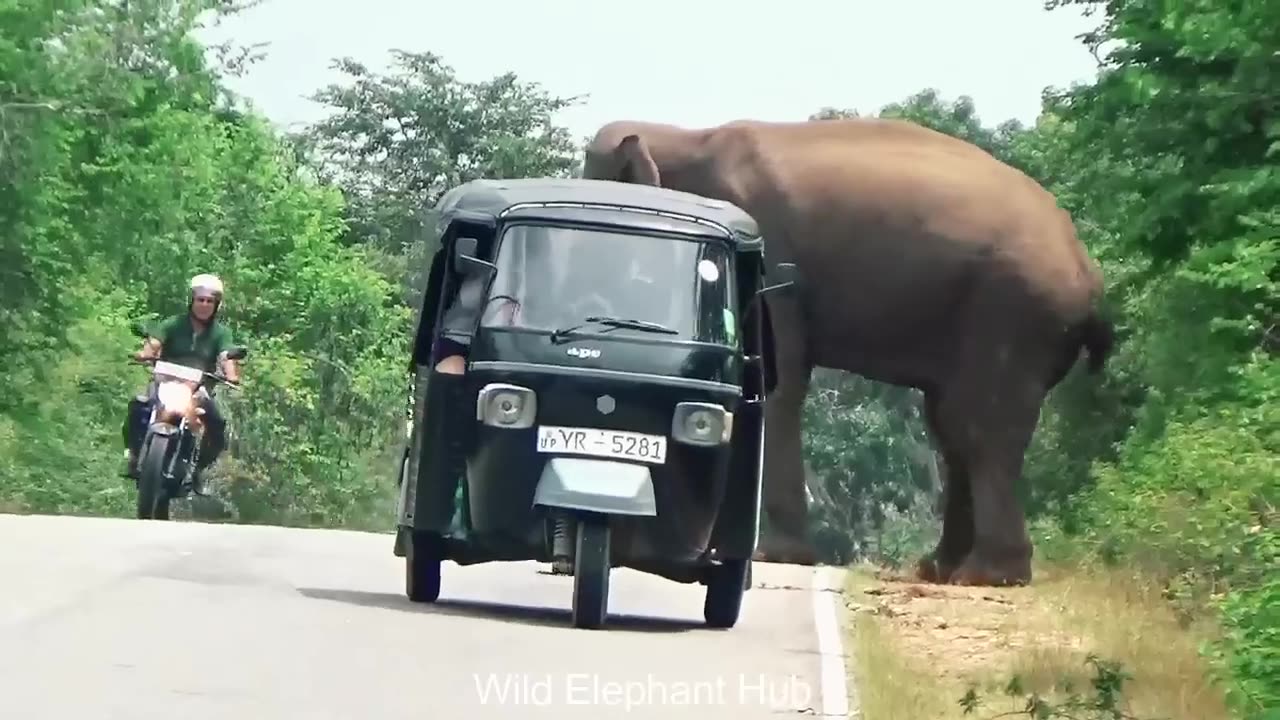 Wild Elephant Attack Tuk Tuk