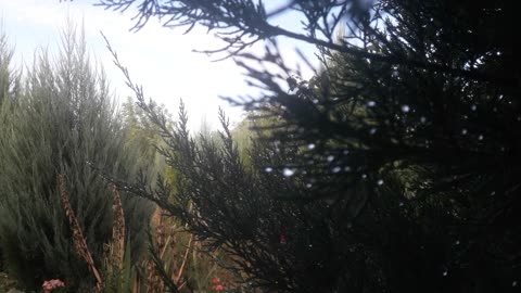 Conifers in the rain