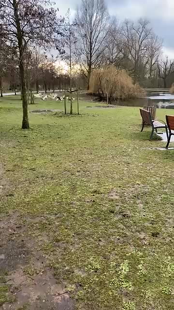 Feeding the Ducks at the Park – A Peaceful Moment with Nature 🌿