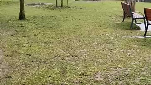 Feeding the Ducks at the Park – A Peaceful Moment with Nature 🌿