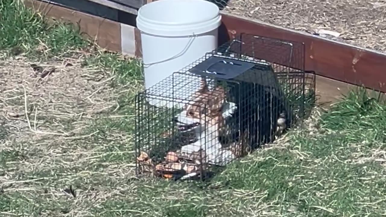 We Caught a Wild Corgi!