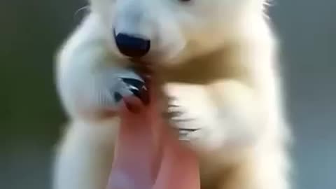 "Adorable White Bear Sitting on Thumb – Cute Moment Caught in Time!"