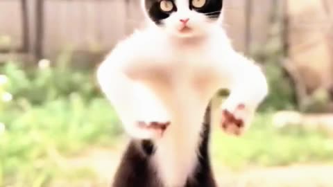 Funny Dancing Cat - Hilarious Cat Dance Moves!"