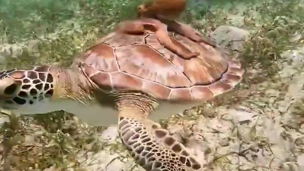 Turtle taxi 🐙🐢