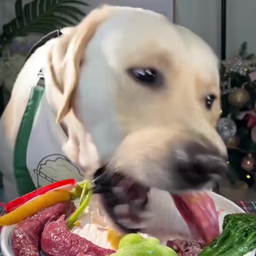 "A Dog's Daily Mealtime: Sweet and Funny"