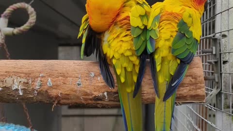 Two sun conure parrots