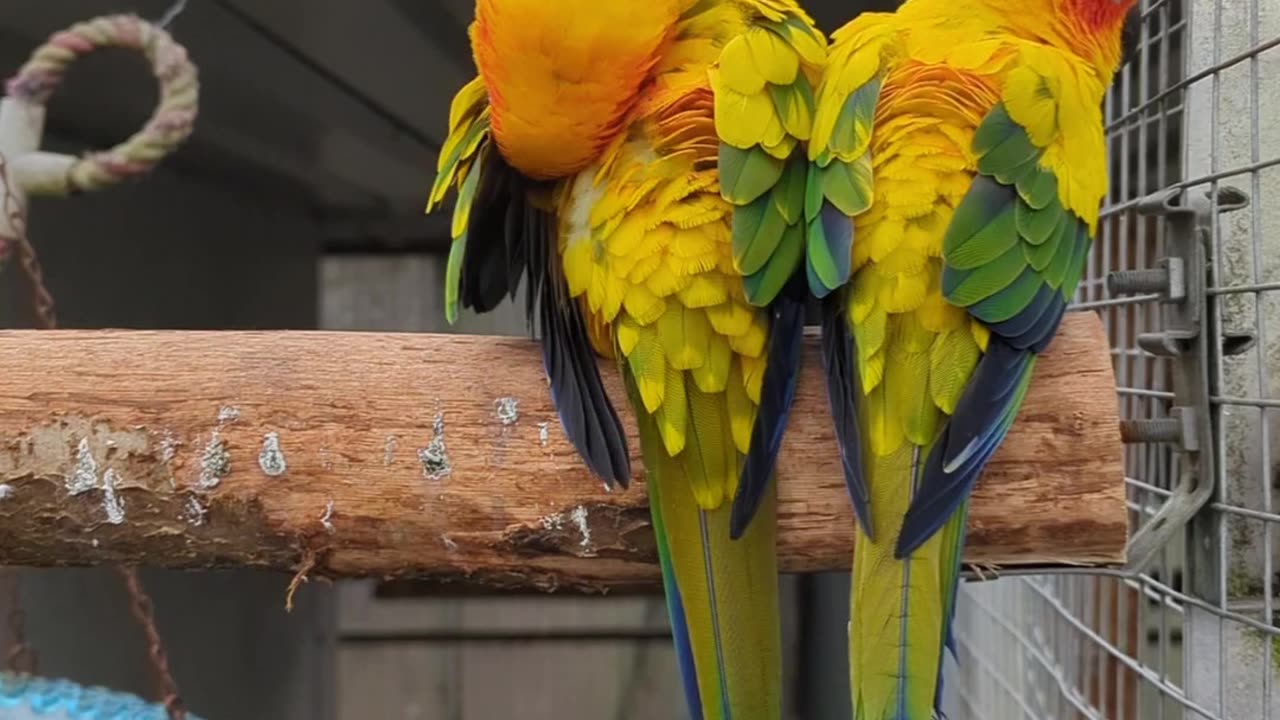 Two sun conure parrots