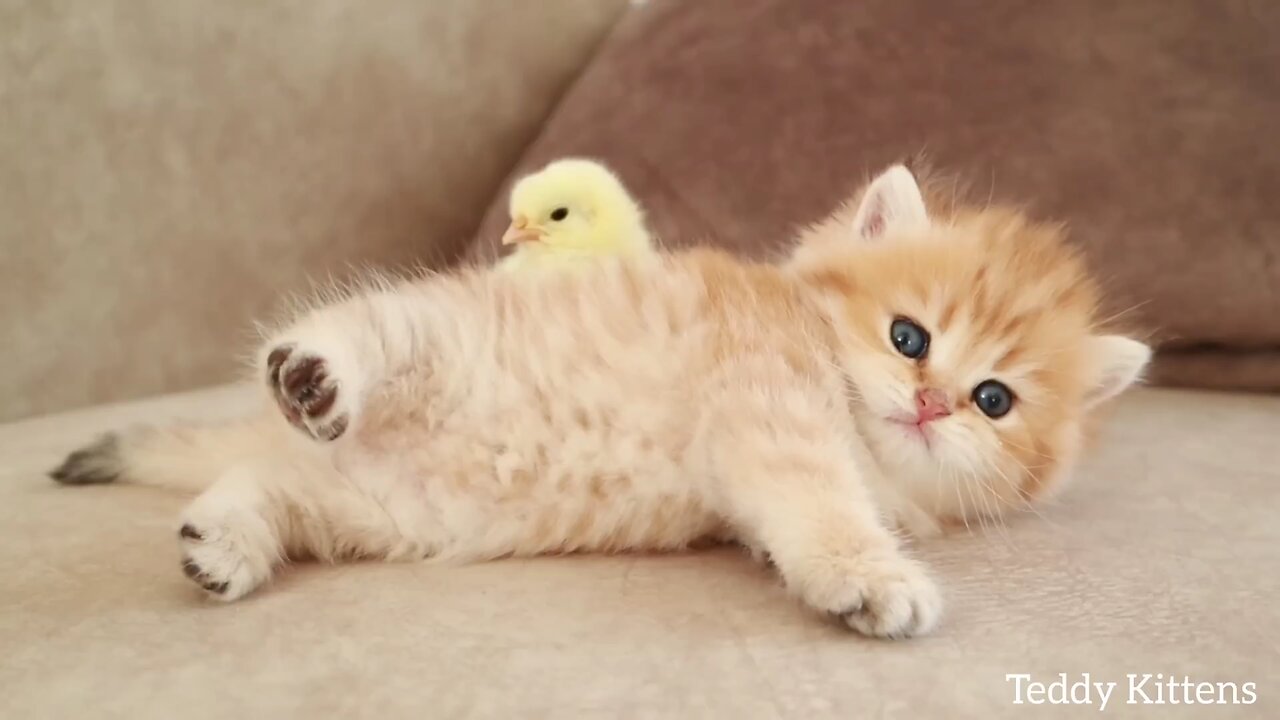 cute cat sleeping with cute little chicken 😄