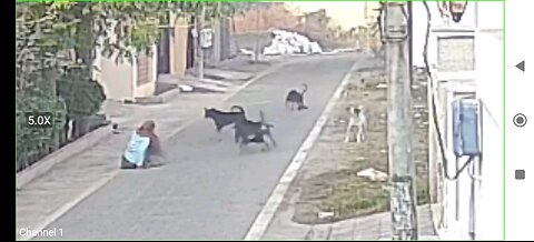 Be aware from street dogs