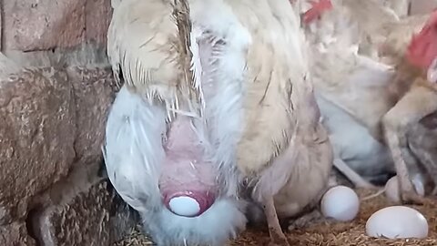 Eggs laying process by hens