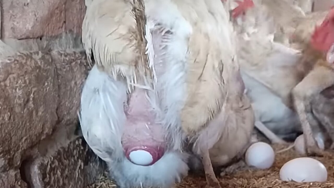 Eggs laying process by hens