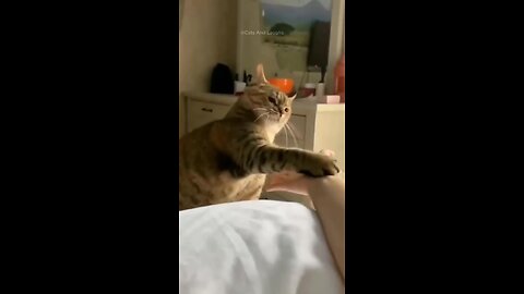 Funny cute cats