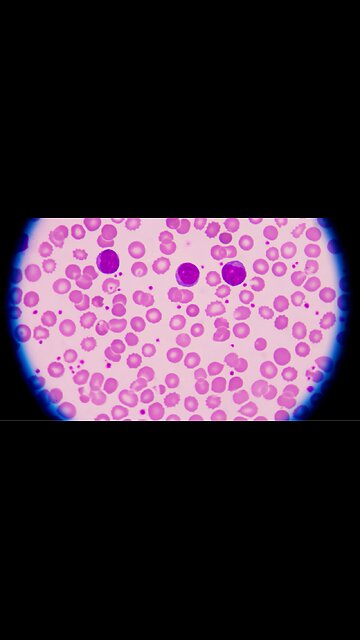 How These Special Cells Help Keep Your Body Functioning!