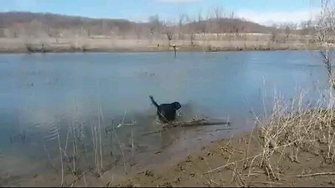 Labradors playing in the water