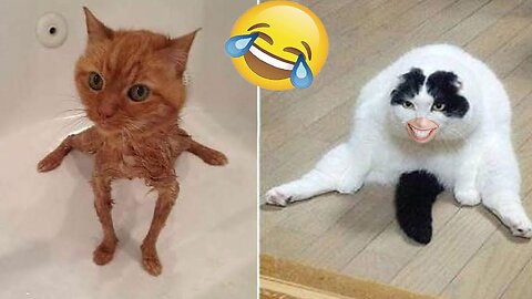 Funny animal videos 2025 - Funny cats/dogs - Funny animals