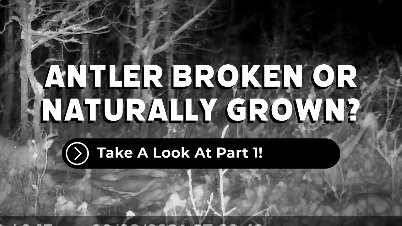 Antler Broken Or Grown That Way Part 1